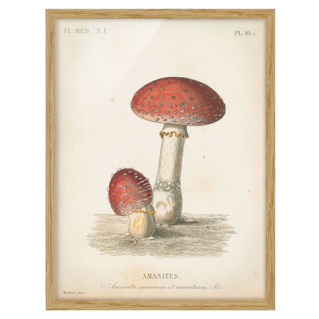 Poster con cornice - Funghi francesi II