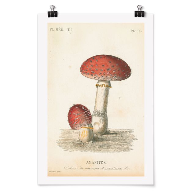 Poster riproduzione - Funghi francesi II