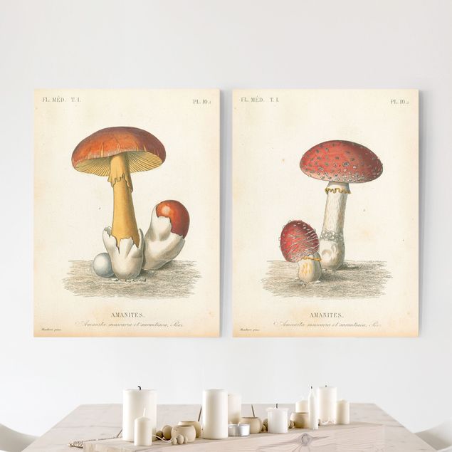 Stampe su tela vintage Funghi francesi