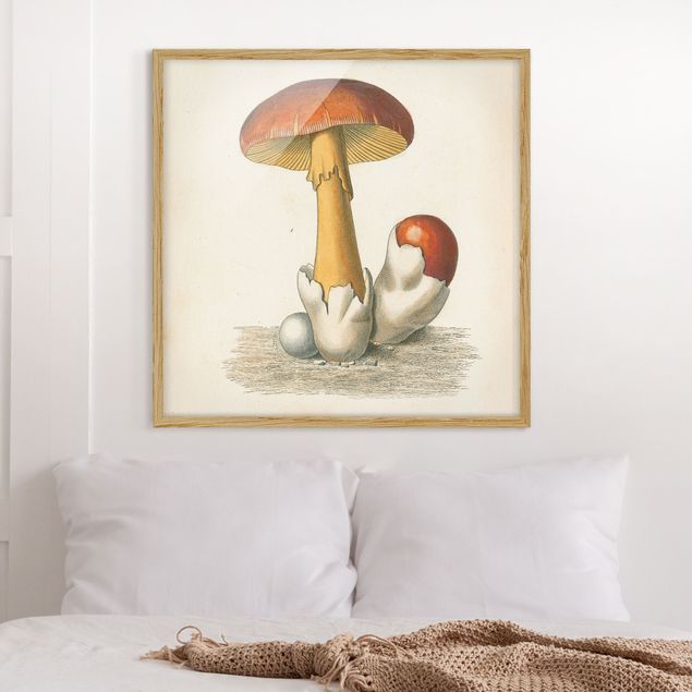 Poster con cornice - Funghi francesi