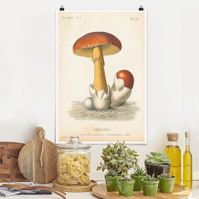 Poster illustrazioni Funghi francesi