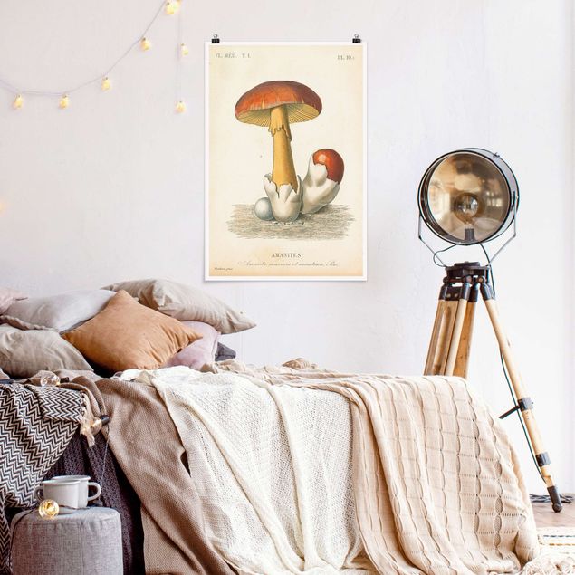 poster vintage originali Funghi francesi