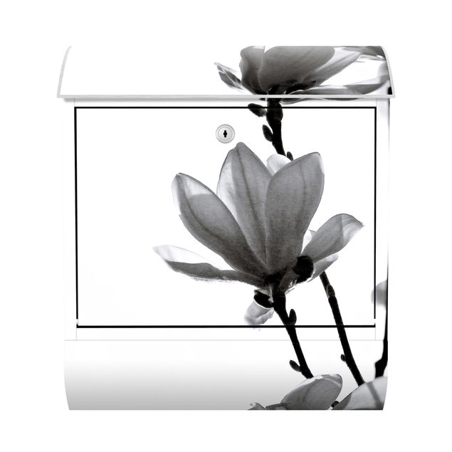 Cassetta postale - Magnolia che sboccia in primavera bianco e nero