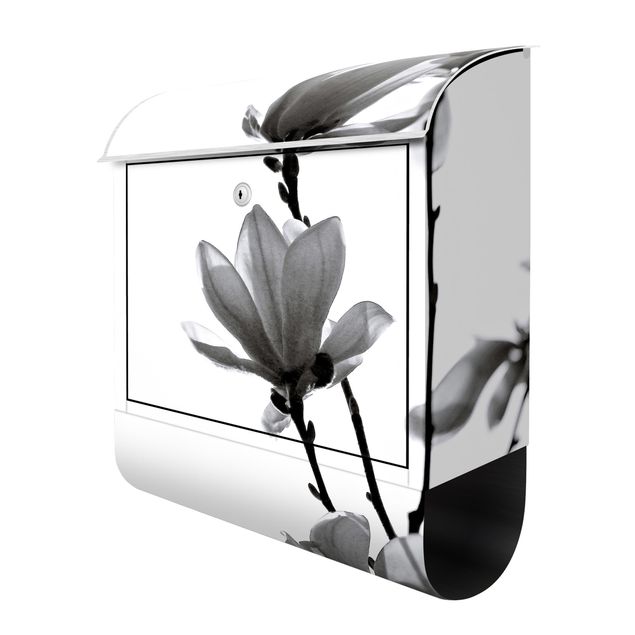 Cassetta postale - Magnolia che sboccia in primavera bianco e nero