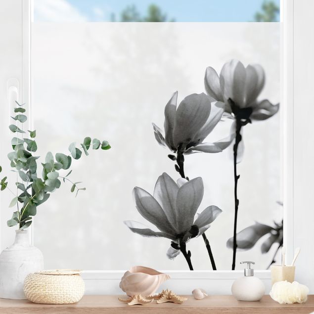 pellicola colorata per vetri Magnolia che sboccia in primavera bianco e nero