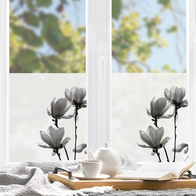 Pellicola per vetri Magnolia che sboccia in primavera bianco e nero