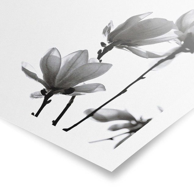 Poster - Magnolia che sboccia in primavera bianco e nero