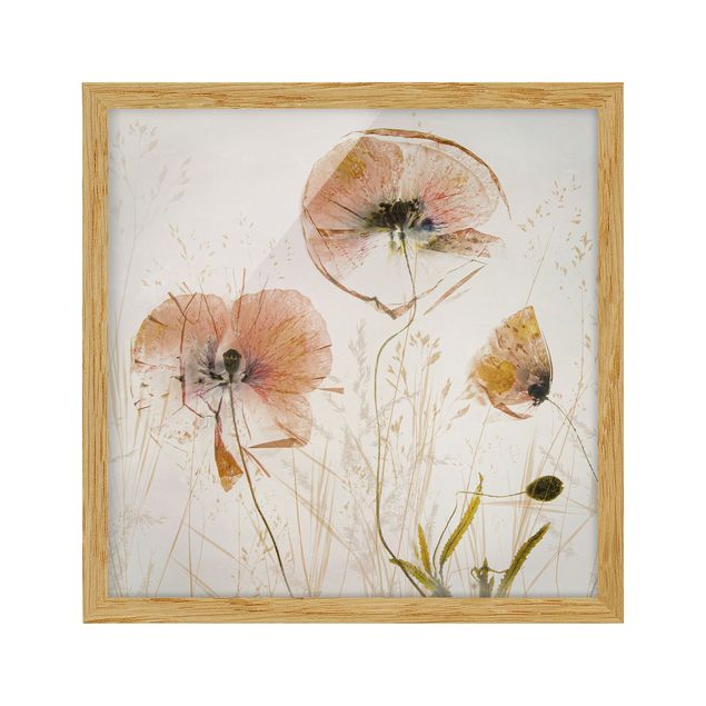 Poster con cornice - Papaveri secchi con erbe delicate