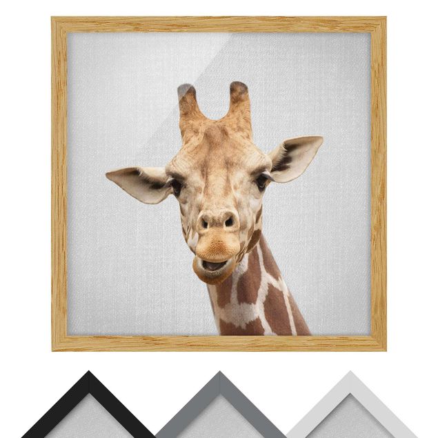 Poster con cornice - Giraffa Gundel