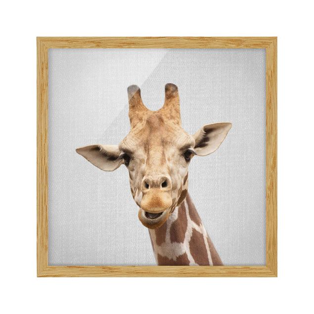 Poster con cornice - Giraffa Gundel