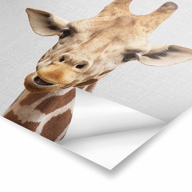 Poster riproduzione - Giraffa Gundel