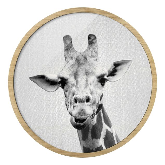 Quadro rotondo incorniciato - Giraffa Gundel in bianco e nero
