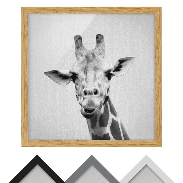 Poster con cornice - Giraffa Gundel in bianco e nero