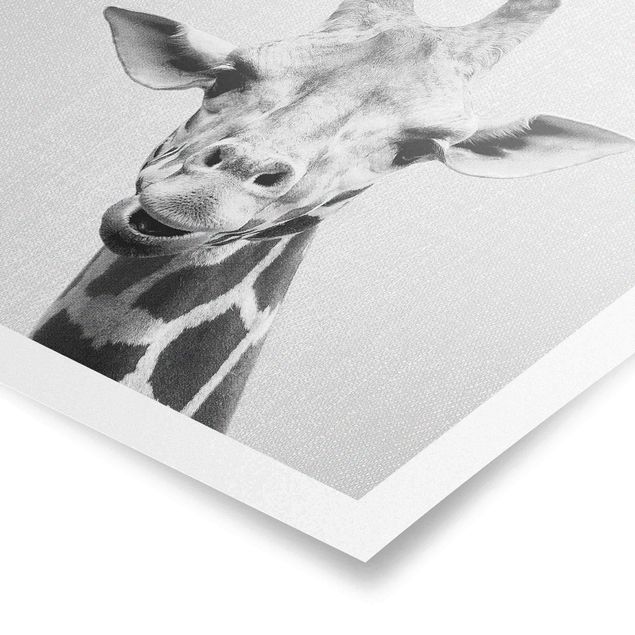 Poster riproduzione - Giraffa Gundel in bianco e nero