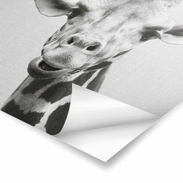 Poster riproduzione - Giraffa Gundel in bianco e nero