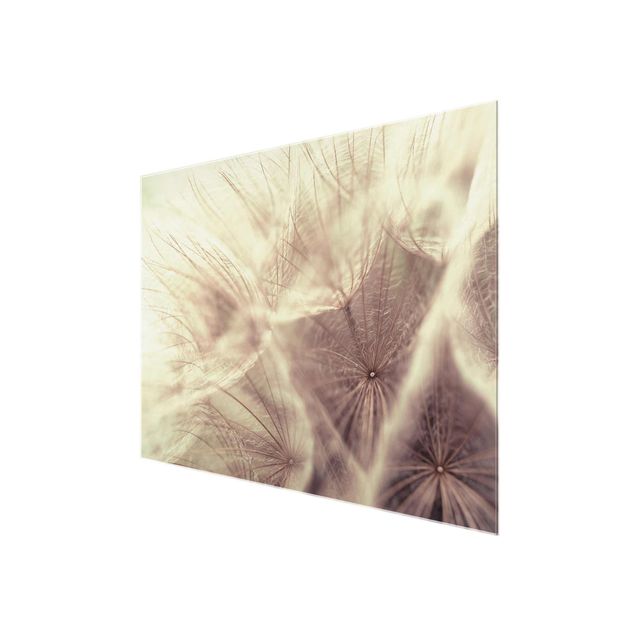 Quadro in vetro - Detailed Dandelions macro shot with vintage Blur - Quadrato 1:1