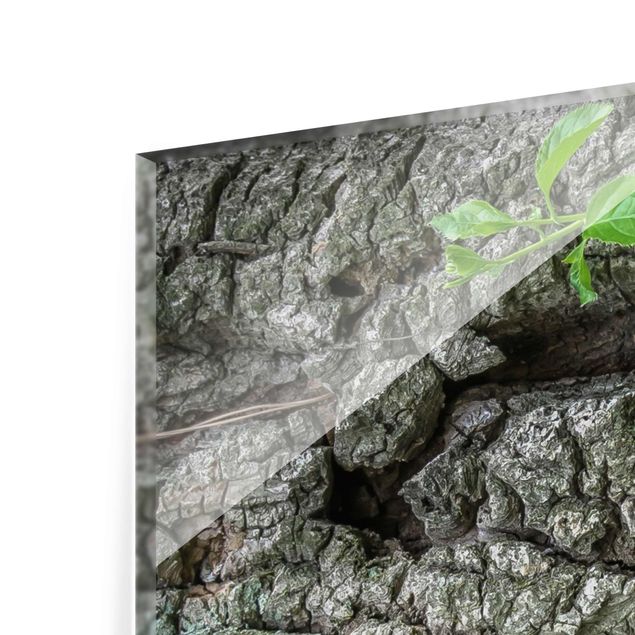 Quadro in vetro - Ivy tree bark - 3 parti