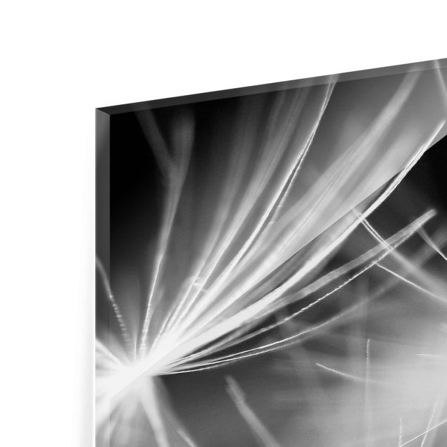 Quadro in vetro - Moving Dandelions close up on black background - 3 parti