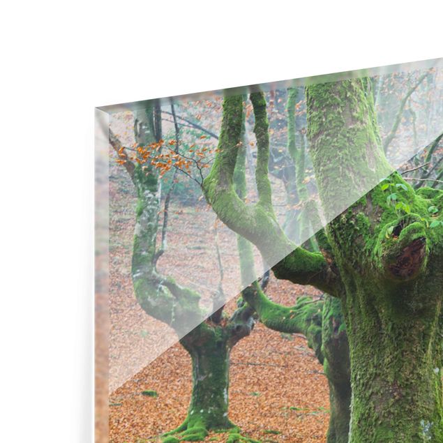 Quadro in vetro - Beech Forest In The Gorbea Natural Park In Spain - 3 parti