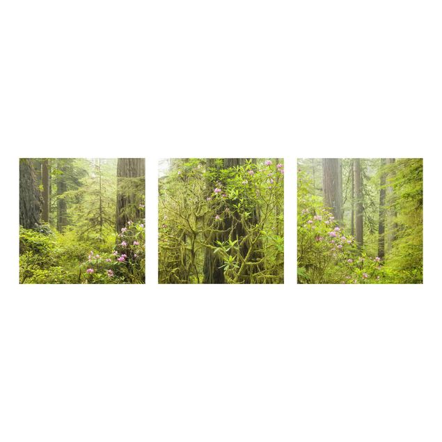 Quadro in vetro - Del Norte Coast Redwoods State Park California - 3 parti