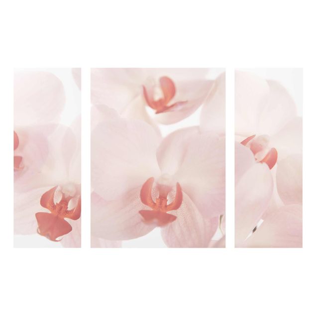 Quadro in vetro - Bright Orchid - Svelte Orchids - 3 parti