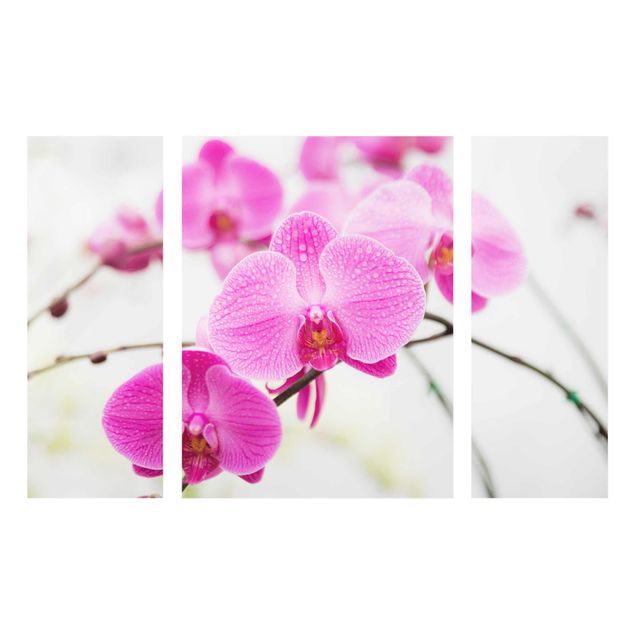 Quadro in vetro - Close-up of orchid - 3 parti