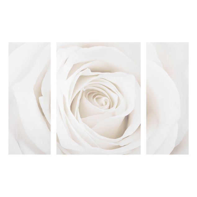 Quadro in vetro - Pretty White Rose - 3 parti