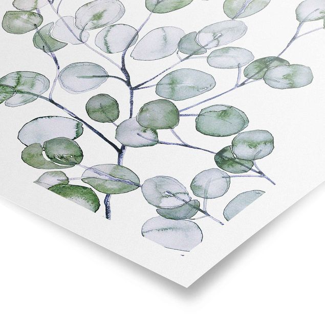 Poster - Ramo di eucalipto in acquerello verde