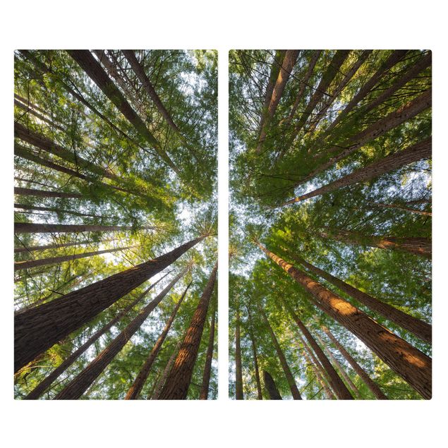 Coprifornelli in vetro - Sequoia Tree Tops - 52x60cm