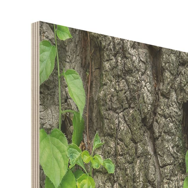 Quadro in legno - Ivy tree bark - Pannello
