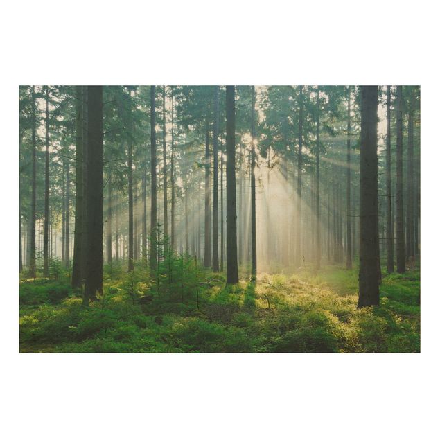 Quadro in legno - Enlightened Forest - Orizzontale 3:2