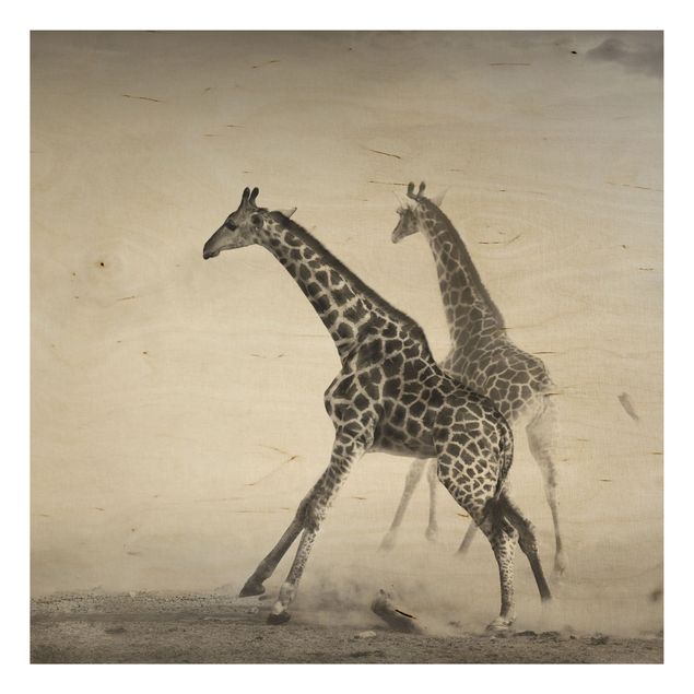 Quadro in legno - Giraffe hunting - Quadrato 1:1