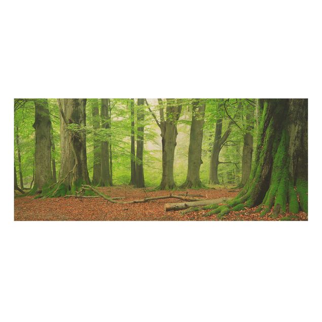 Quadro in legno - Mighty Beech Trees - Panoramico