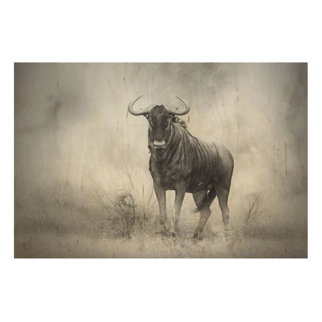 Quadro in legno - Staring Wildebeest - Orizzontale 3:2