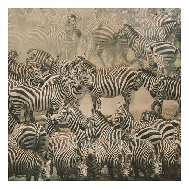 Quadro in legno - Zebra herd - Quadrato 1:1