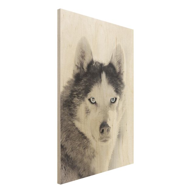 Stampa su legno - Ritratto di husky