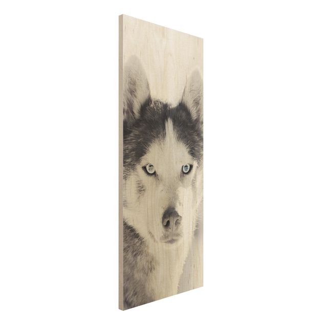 Stampa su legno - Ritratto di husky