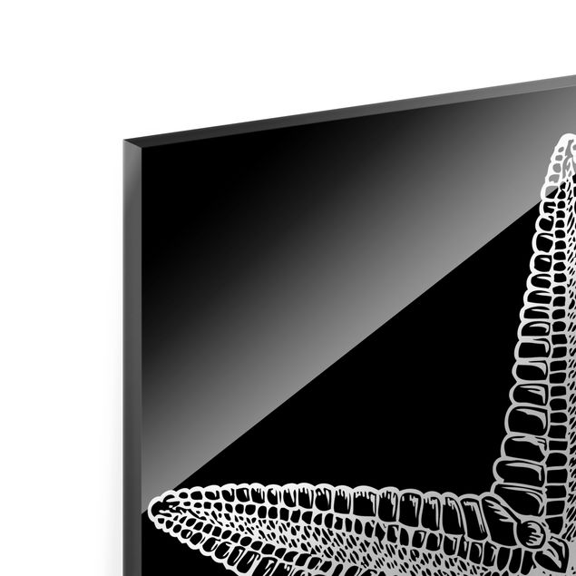 Quadro in vetro - Illustrazione di stella marina su nero - Quadrato