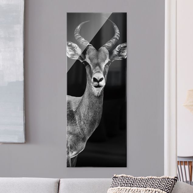 Philippe Hugonnard Antilope Impala in bianco e nero