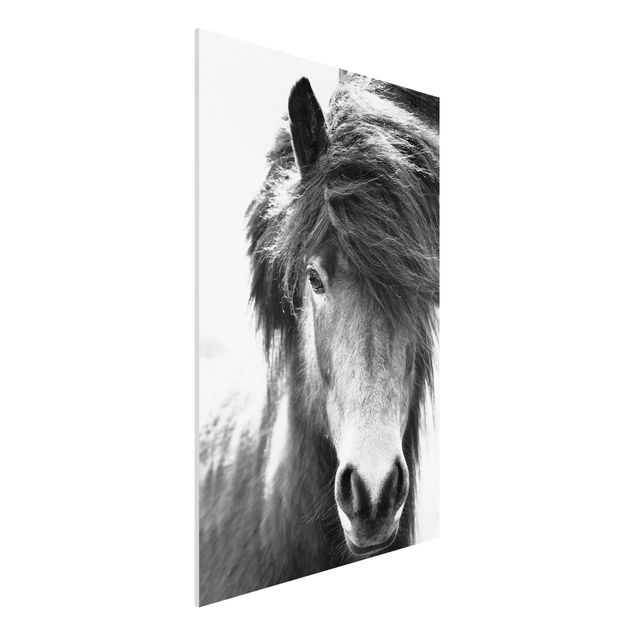 Stampa su Forex - Cavallo d'Islanda in bianco e nero - Formato verticale 2:3