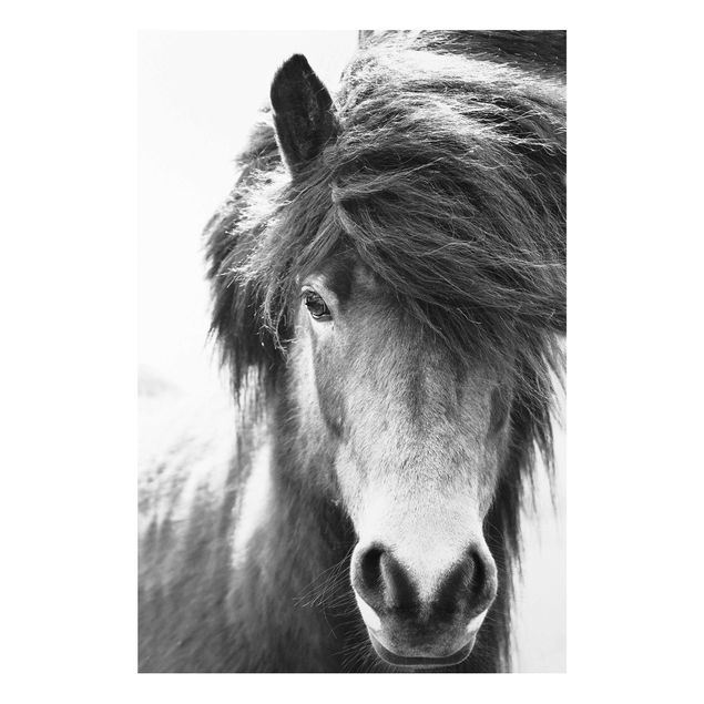 Stampa su Forex - Cavallo d'Islanda in bianco e nero - Formato verticale 2:3