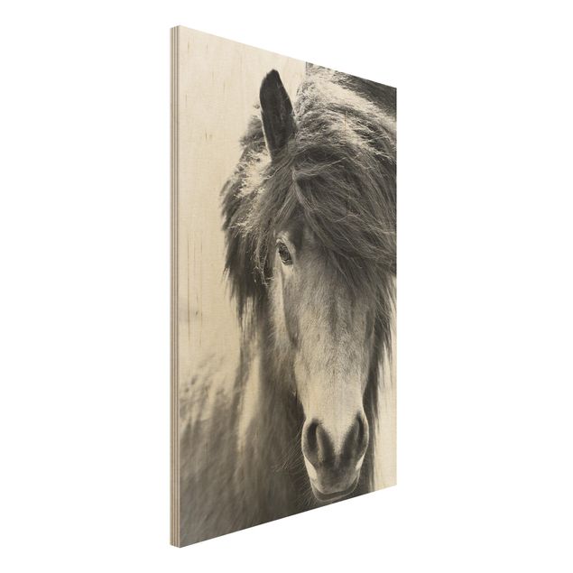 Stampa su legno - Cavallo d'Islanda in bianco e nero
