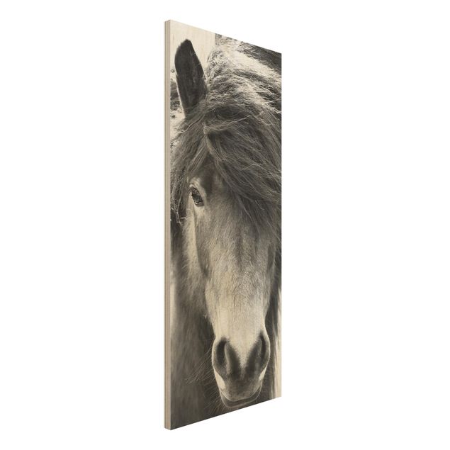 Stampa su legno - Cavallo d'Islanda in bianco e nero
