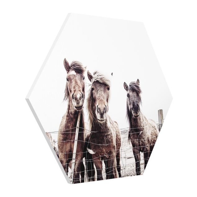 Esagono in forex - Cavallo d'Islanda
