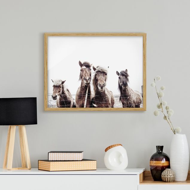 Quadri animali Cavallo islandese