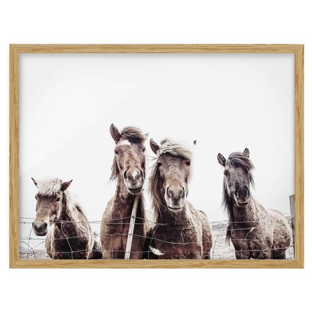 Poster con cornice - Cavallo d'Islanda
