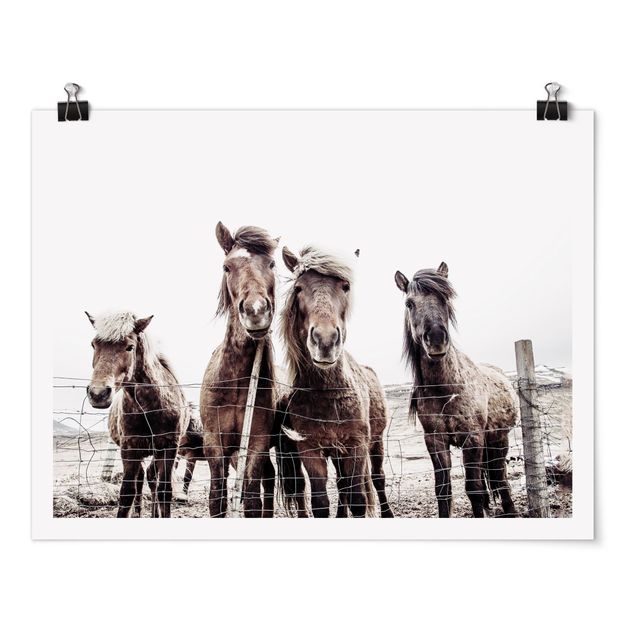 Poster - Cavallo d'Islanda