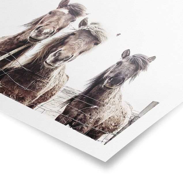 Poster - Cavallo d'Islanda