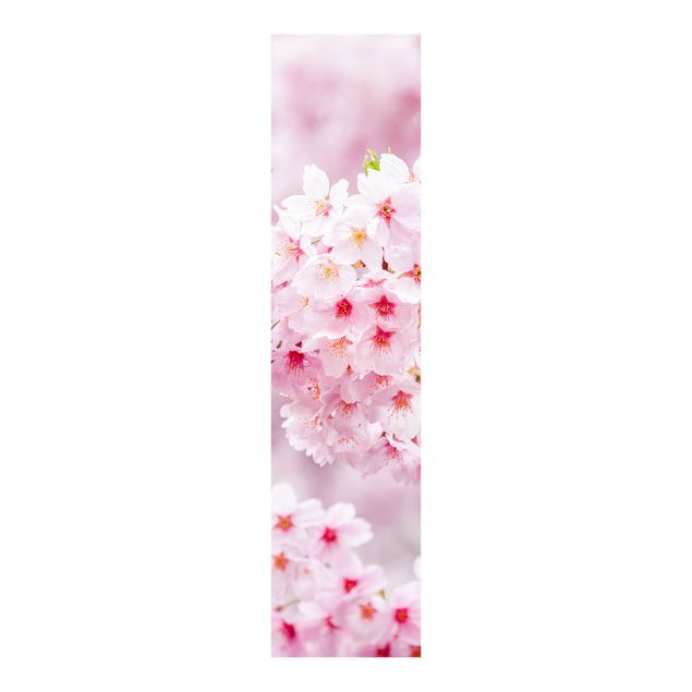 set tende a pannello Fiore di ciliegio giapponese