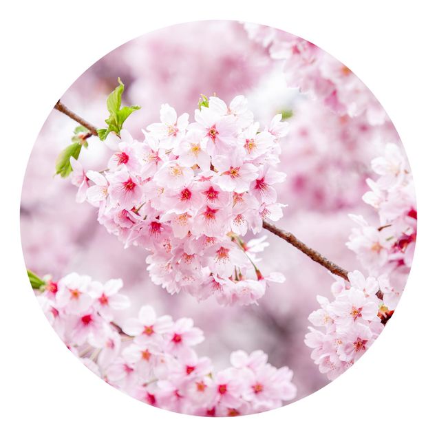 Carta da parati rotonda autoadesiva - Fioriture di ciliegio giapponesi